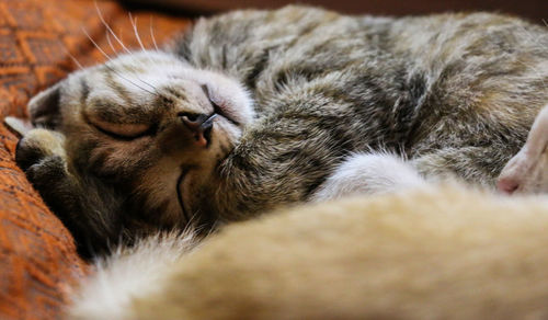 Close-up of cat sleeping