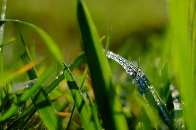 Close-up of insect on grass