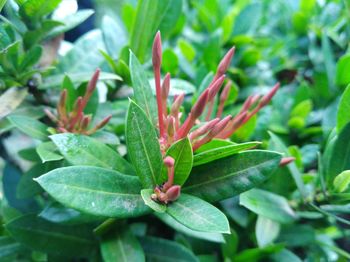 Close-up of flowering plant