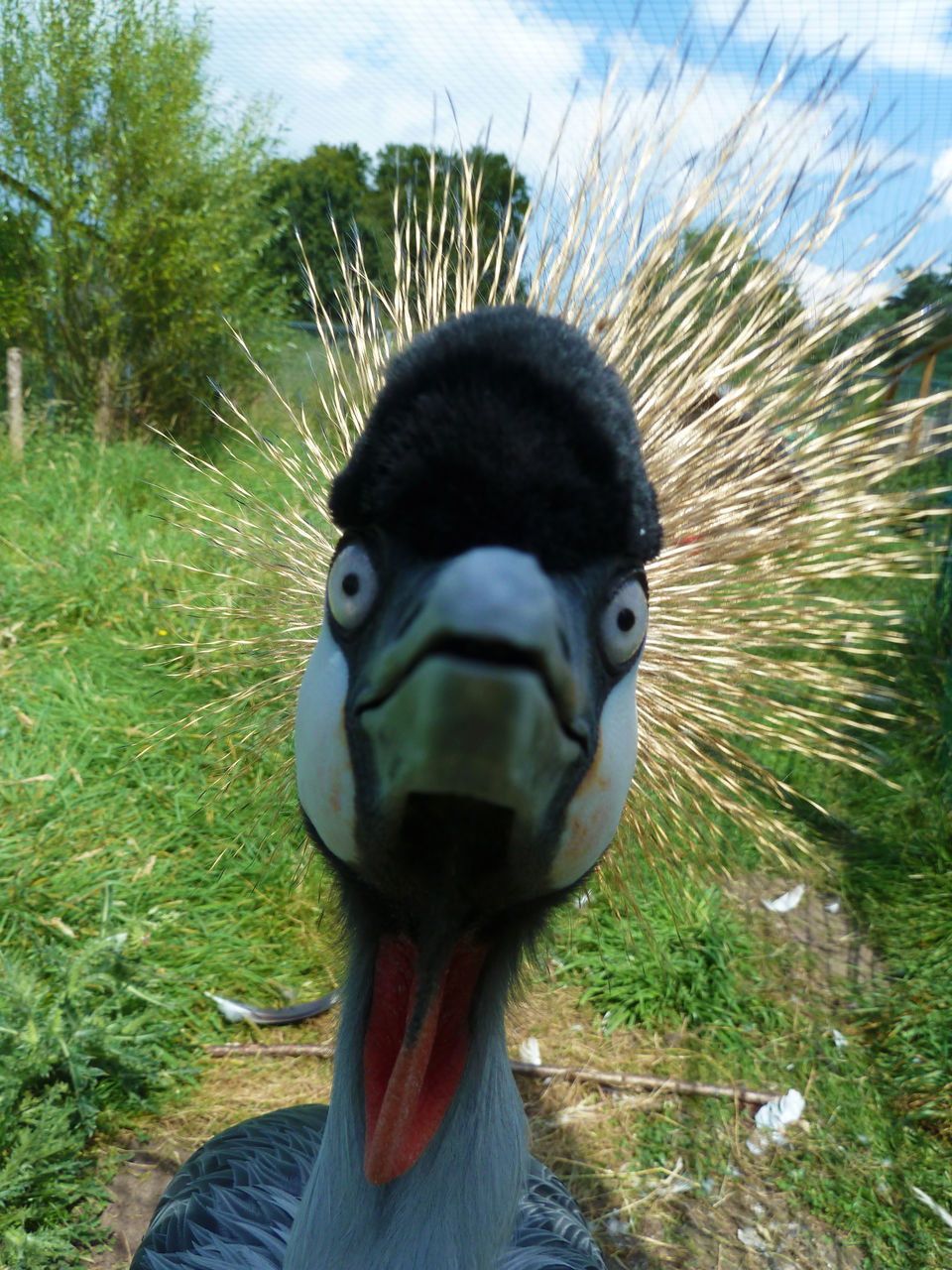 CLOSE-UP PORTRAIT OF A YOUNG BIRD