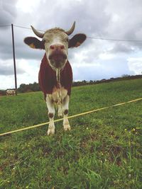 Portrait of cow on field