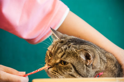 Midsection of person holding cat