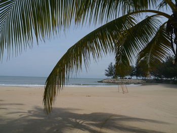 Palm trees on beach