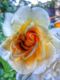 Close-up of rose flower