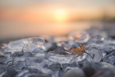 Close-up of leaves floating on sea during sunset