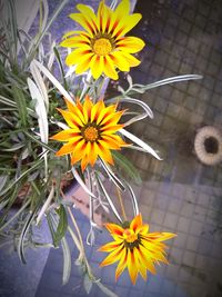 High angle view of yellow flowering plant