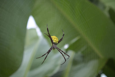 Close-up of spider on web
