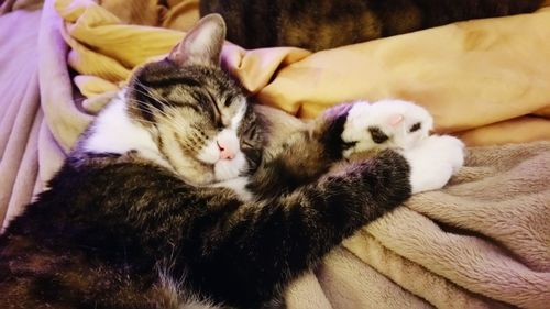 Close-up of cat sleeping