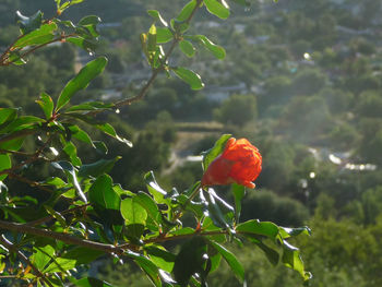 Close-up of red flower blooming on tree