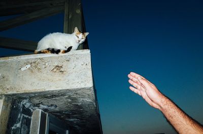 Cat against clear sky