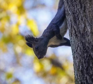 Low angle view of bird on tree trunk