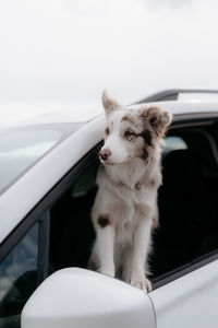 Red merel border collie puppy looking out the car window