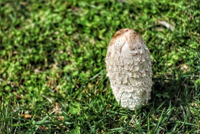 Close-up of mushroom growing on field