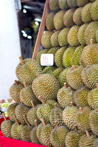 Close-up of cactus in market