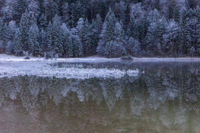 View of pine trees in forest during winter