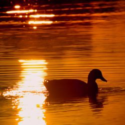 Duck swimming in lake during sunset