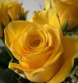Close-up of yellow rose blooming outdoors