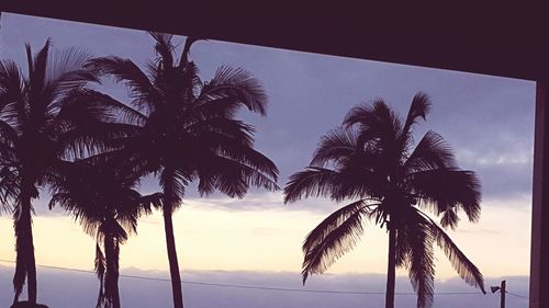 Low angle view of palm trees at beach