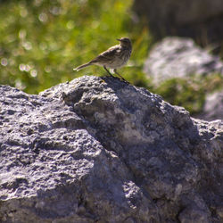 Close-up of bird perching on rock