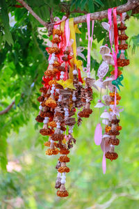 Close-up of multi colored flowers on tree