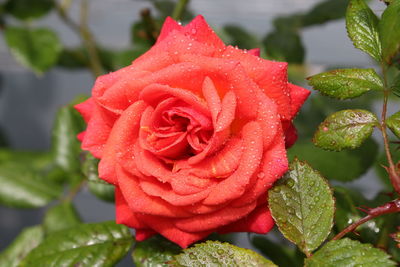 Close-up of rose with dew drops