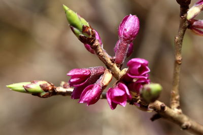 Close-up of pink flowering plant