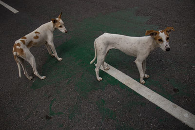 High angle view of dog on road