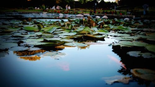 Surface level of lotus water lily in lake