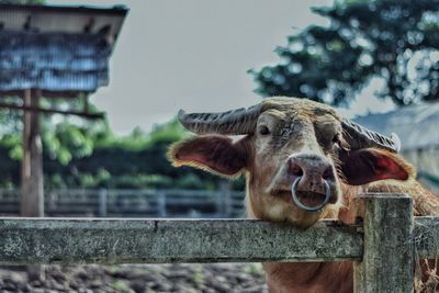 View of giraffe on wooden post