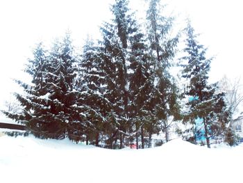 Trees in snow covered forest against sky