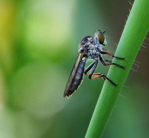 Close-up of insect on leaf