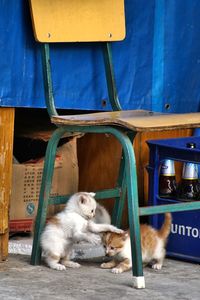 Cat sitting outdoors