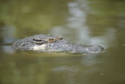 High angle view of crocodile swimming in lake
