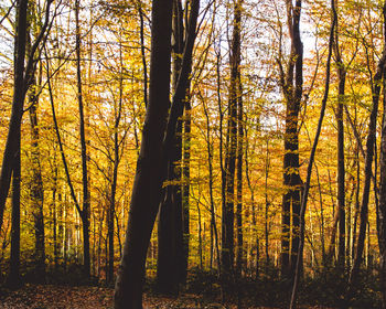 Trees in forest during autumn