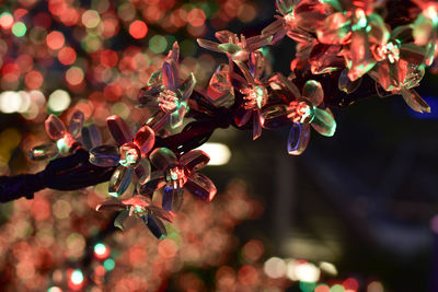 Close-up of christmas decoration hanging on plant