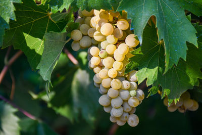 Close-up of grapes growing in vineyard