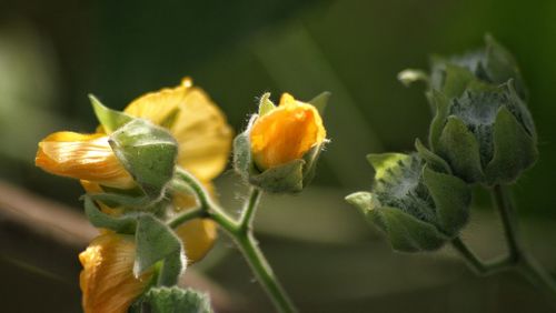 Close-up of yellow flower blooming