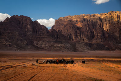 A heard of bedouin goats in wadi rum with a little sheppard, jordan