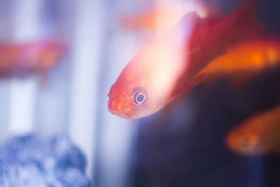 Close-up of goldfish swimming in tank