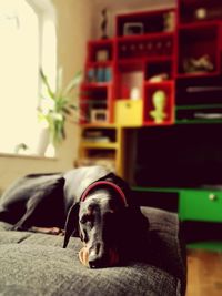 Portrait of dog at home