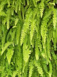 Full frame shot of fern leaves