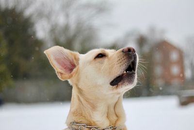 Close-up of dog