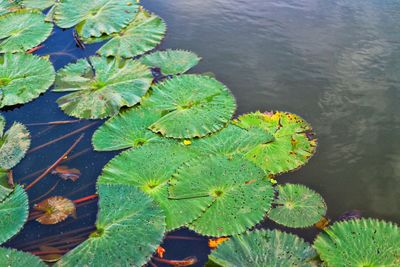 High angle view of leaves floating on lake