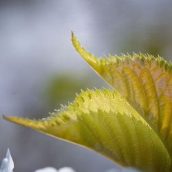 Close-up of leaf