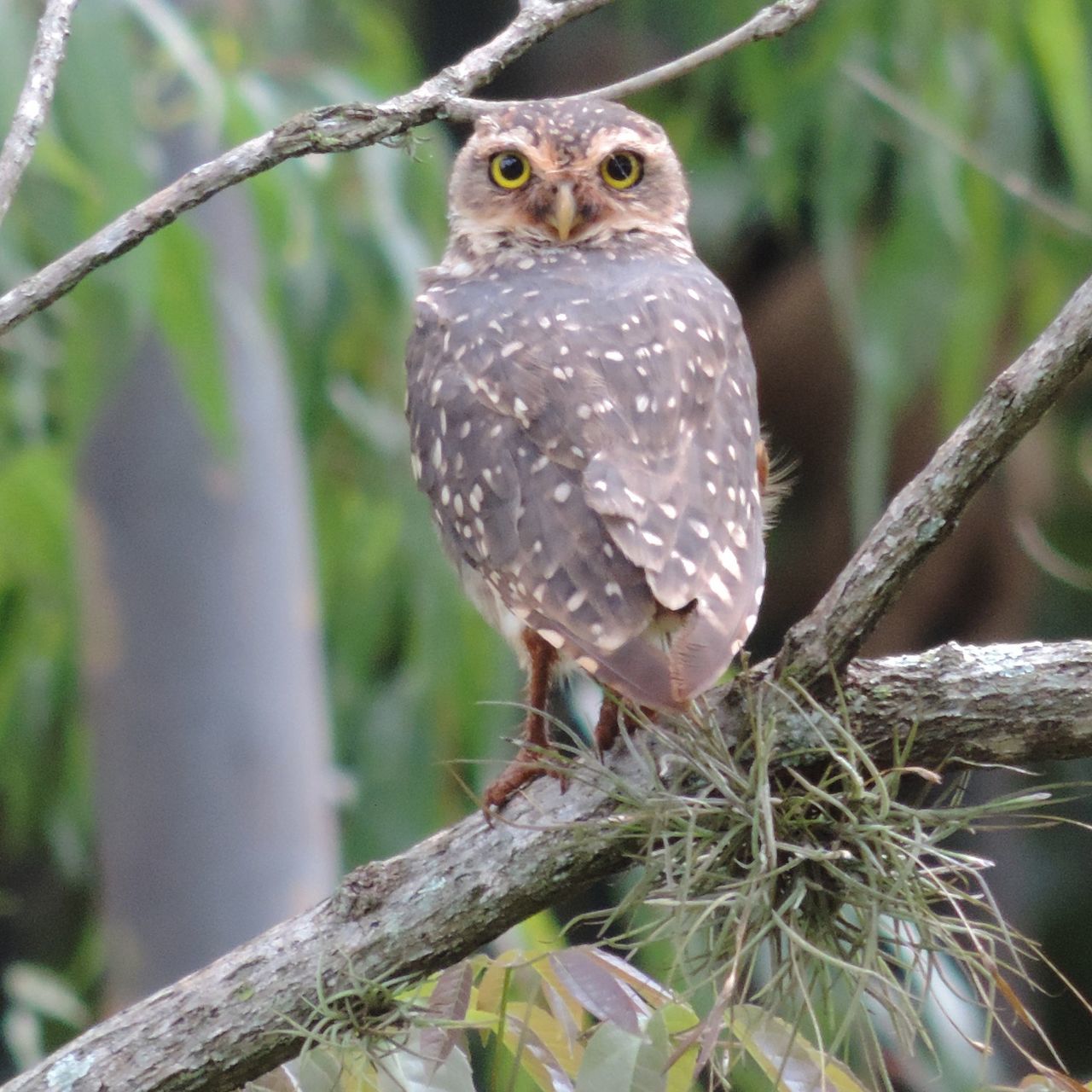 one animal, animals in the wild, bird, animal themes, animal wildlife, perching, focus on foreground, day, outdoors, bird of prey, nature, owl, tree, no people, close-up, branch, woodpecker