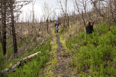 Rear view of person walking on footpath in forest