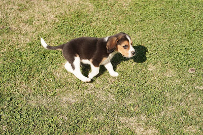 pet