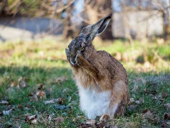 View of a hare sitting on field