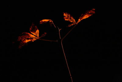 Close-up of autumn leaves against black background