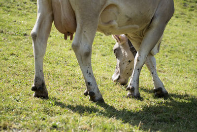 Sheep grazing on grassy field